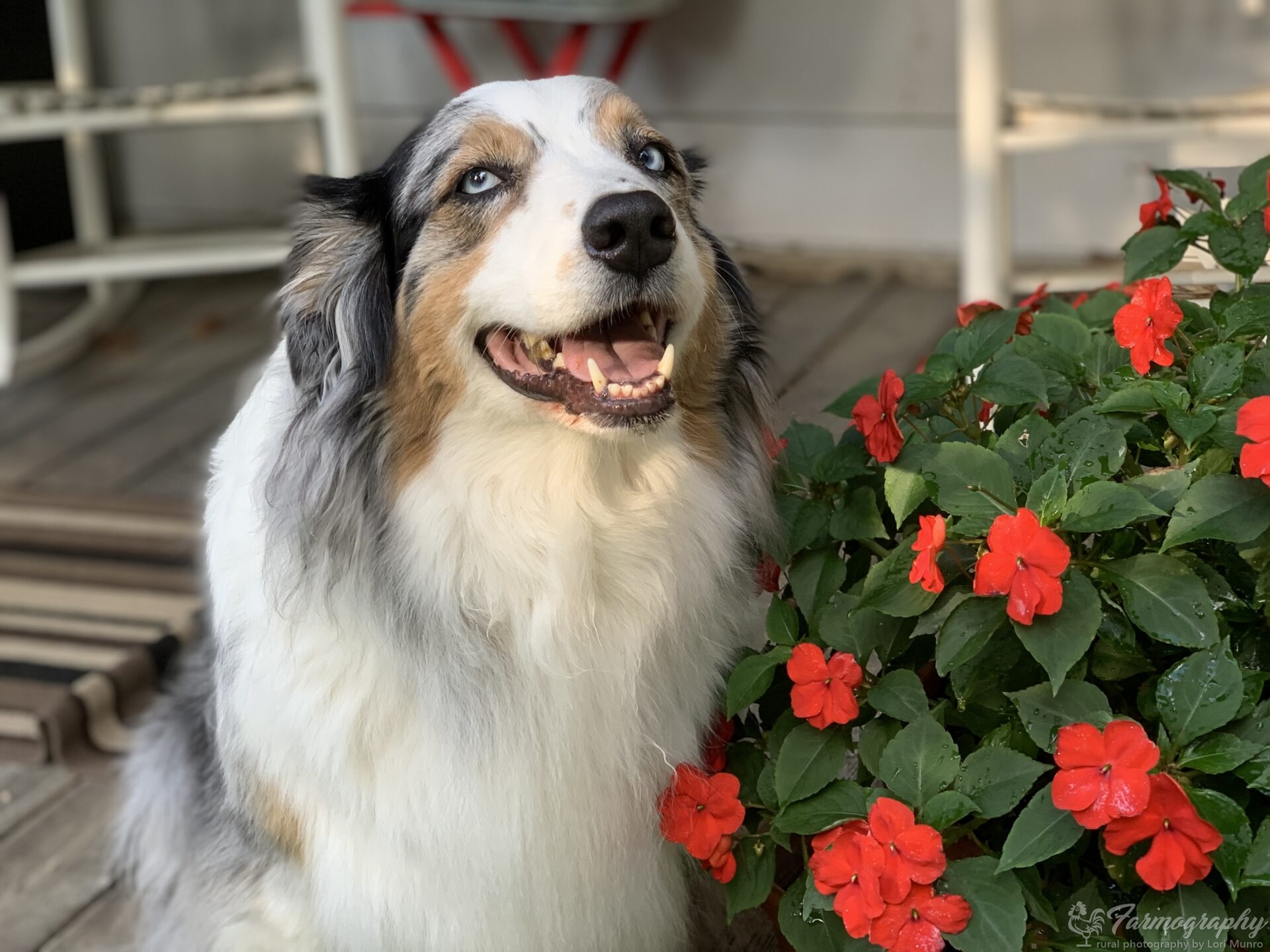 Farm Dogs